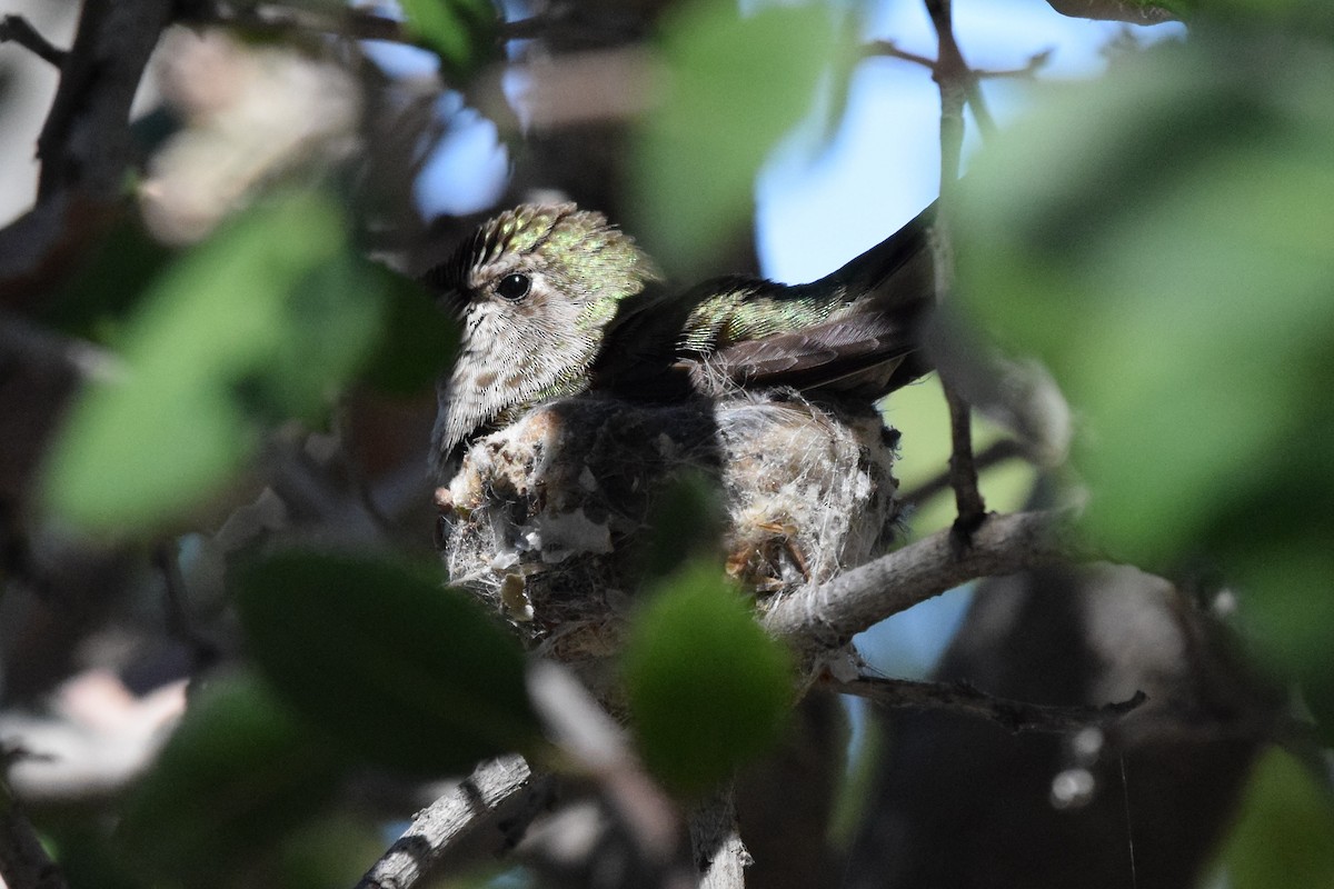 Anna's Hummingbird - Naresh Satyan