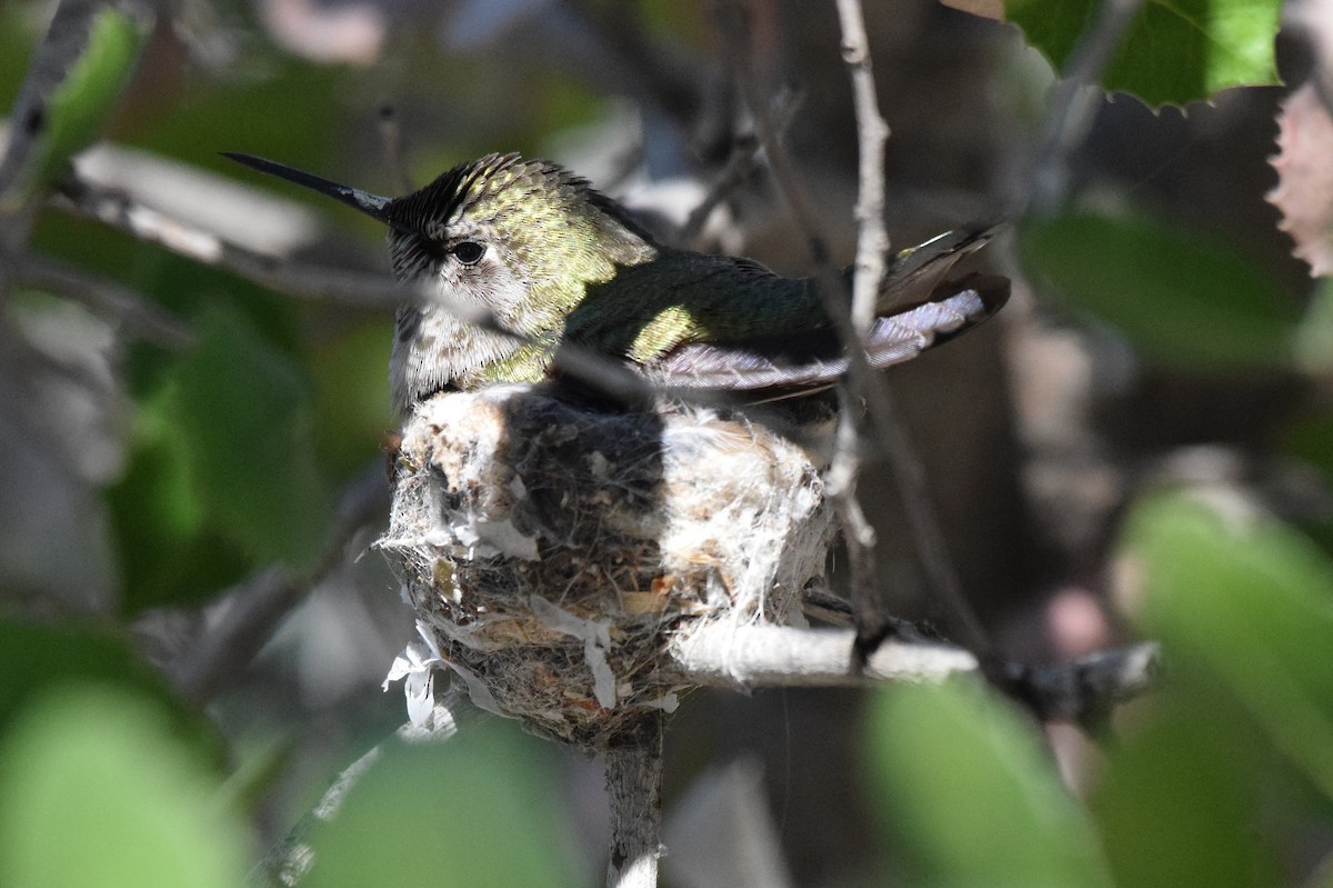 Anna's Hummingbird - ML320528581