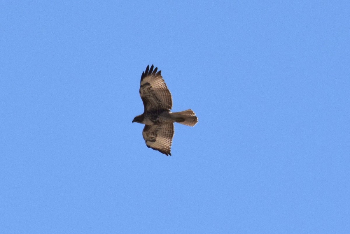 Red-tailed Hawk - ML320528591