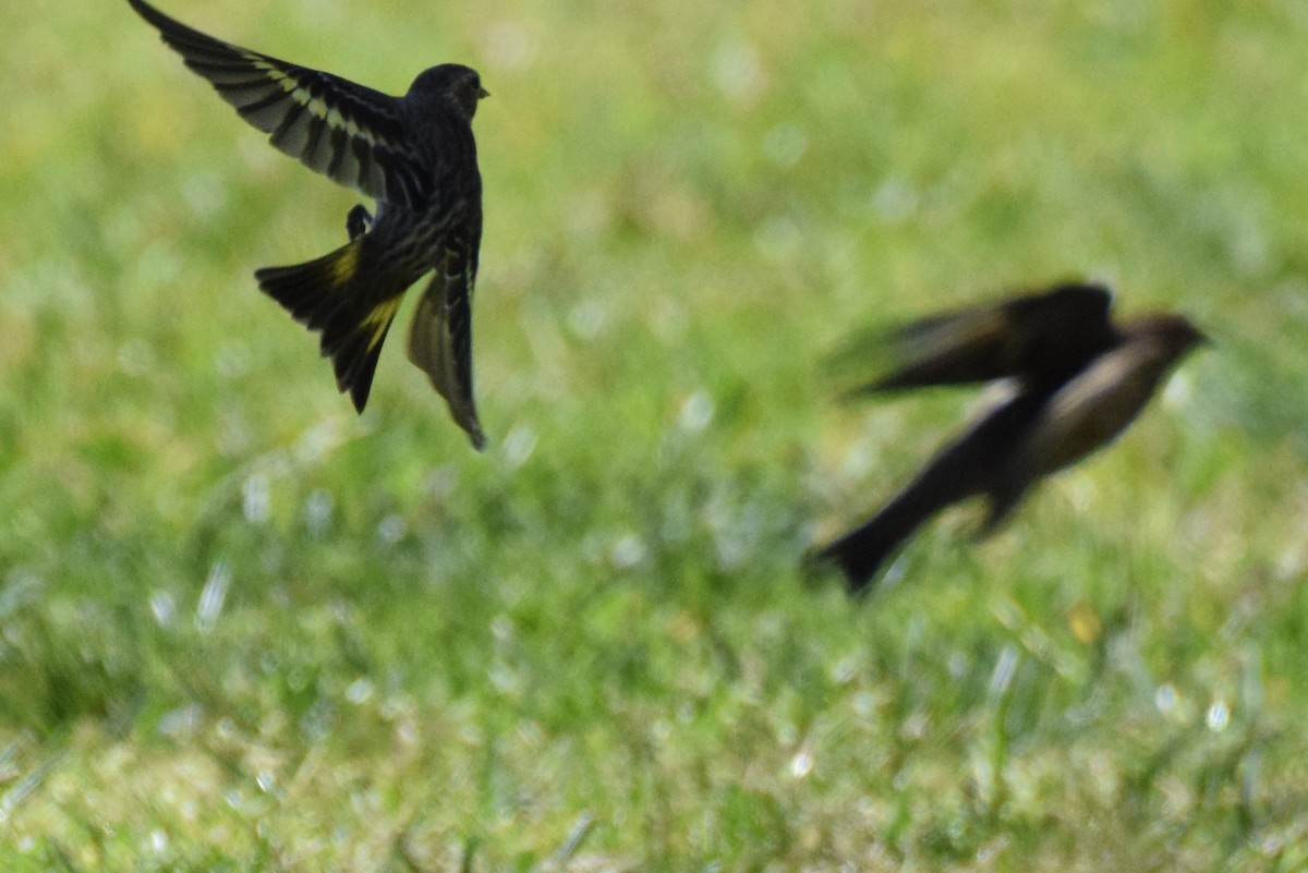 Pine Siskin - ML320528661