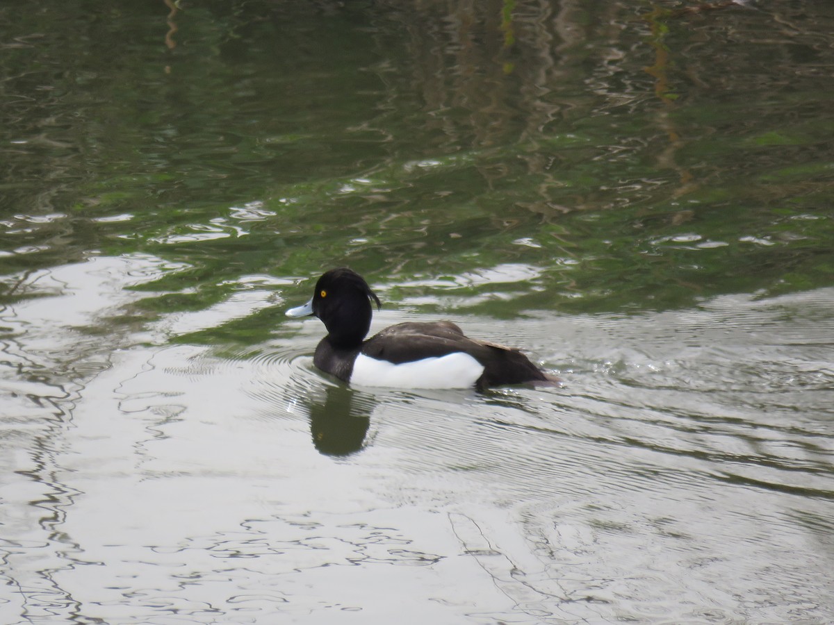 Tufted Duck - Anonymous