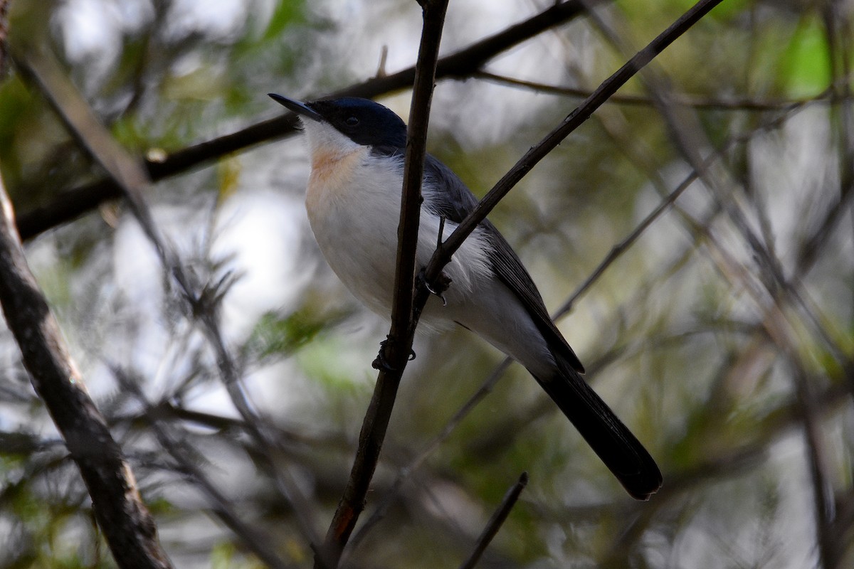 Restless Flycatcher - Chris Chafer