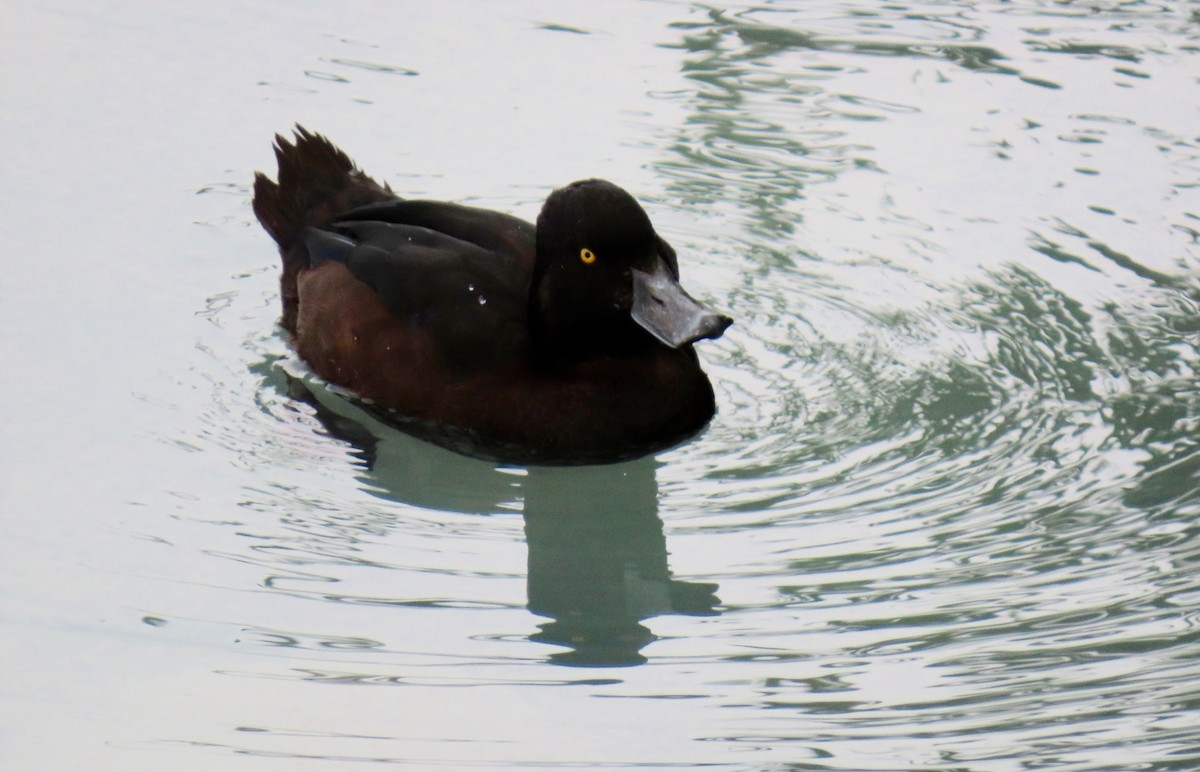 New Zealand Scaup - ML320531851