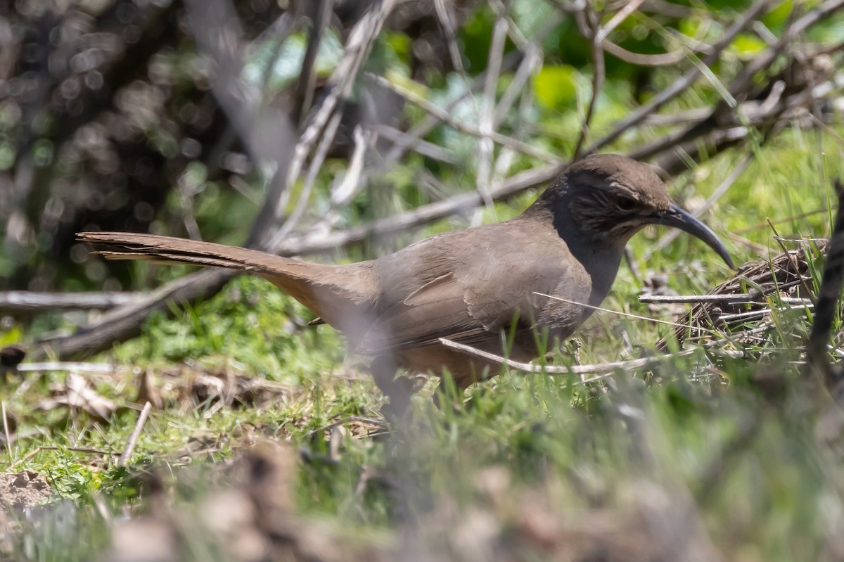 California Thrasher - ML320533081