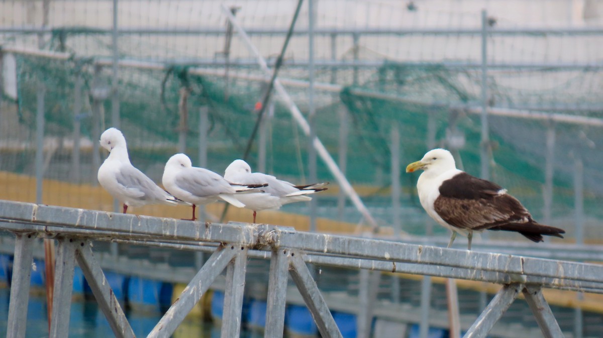 Kelp Gull - ML320533311