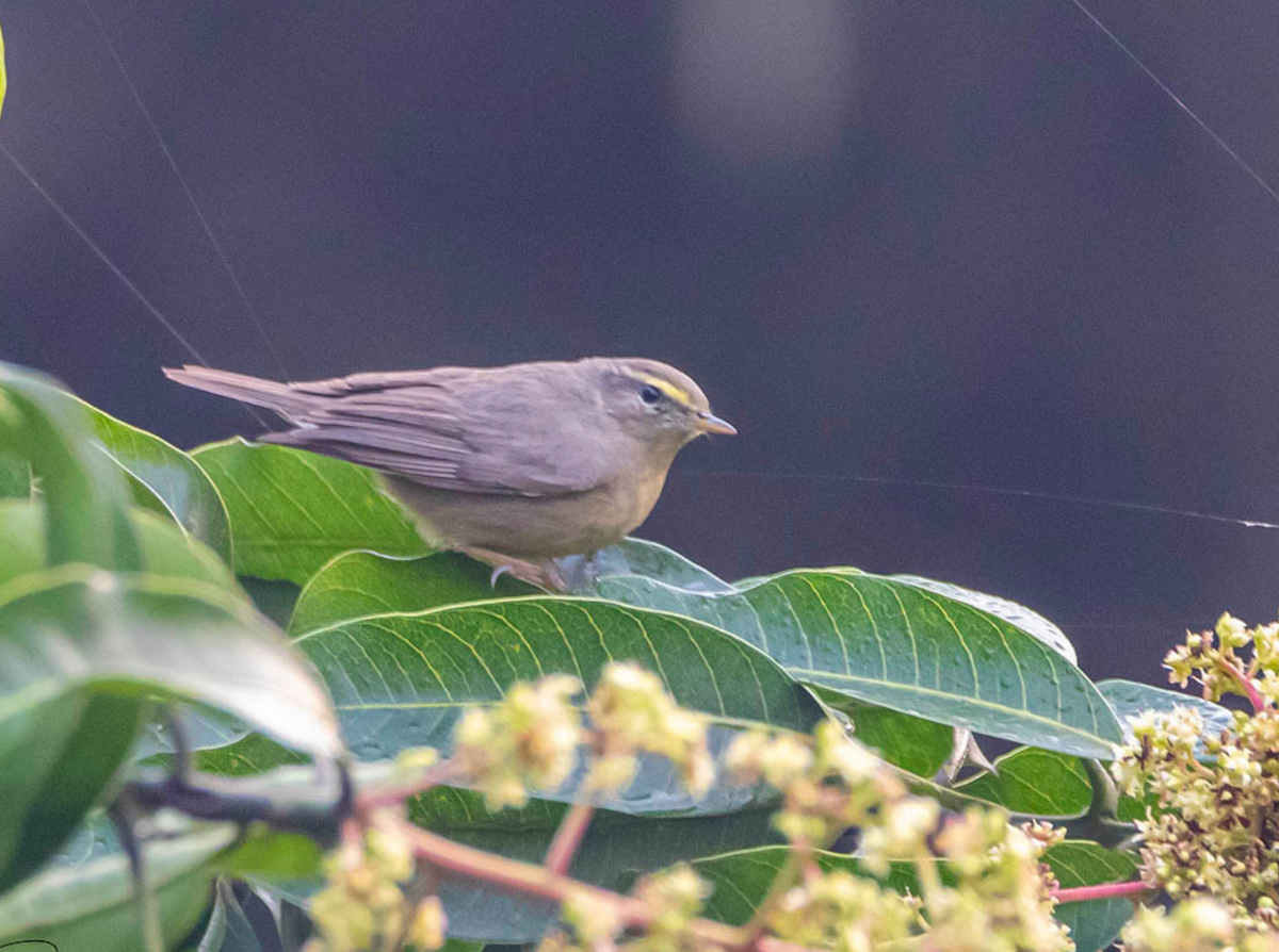 Sulphur-bellied Warbler - ML320534131