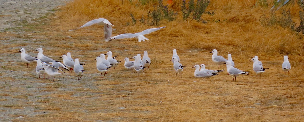 Black-billed Gull - ML320534391