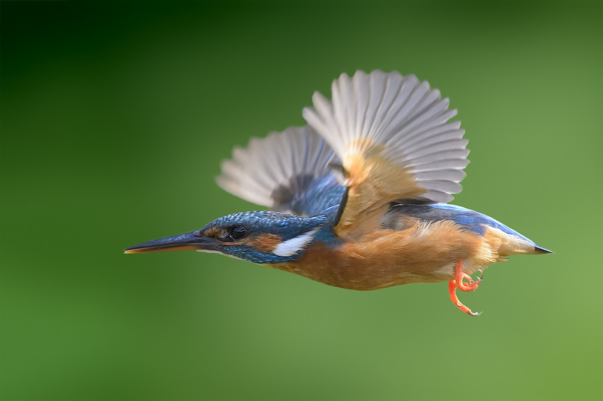 Common Kingfisher - ML320535521