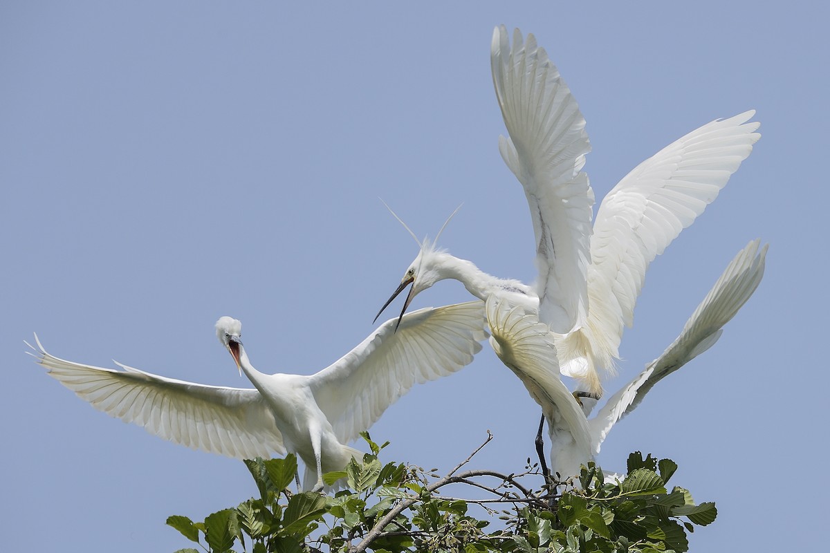 Little Egret - ML320535561