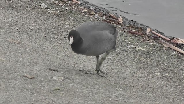 American Coot - ML320535891