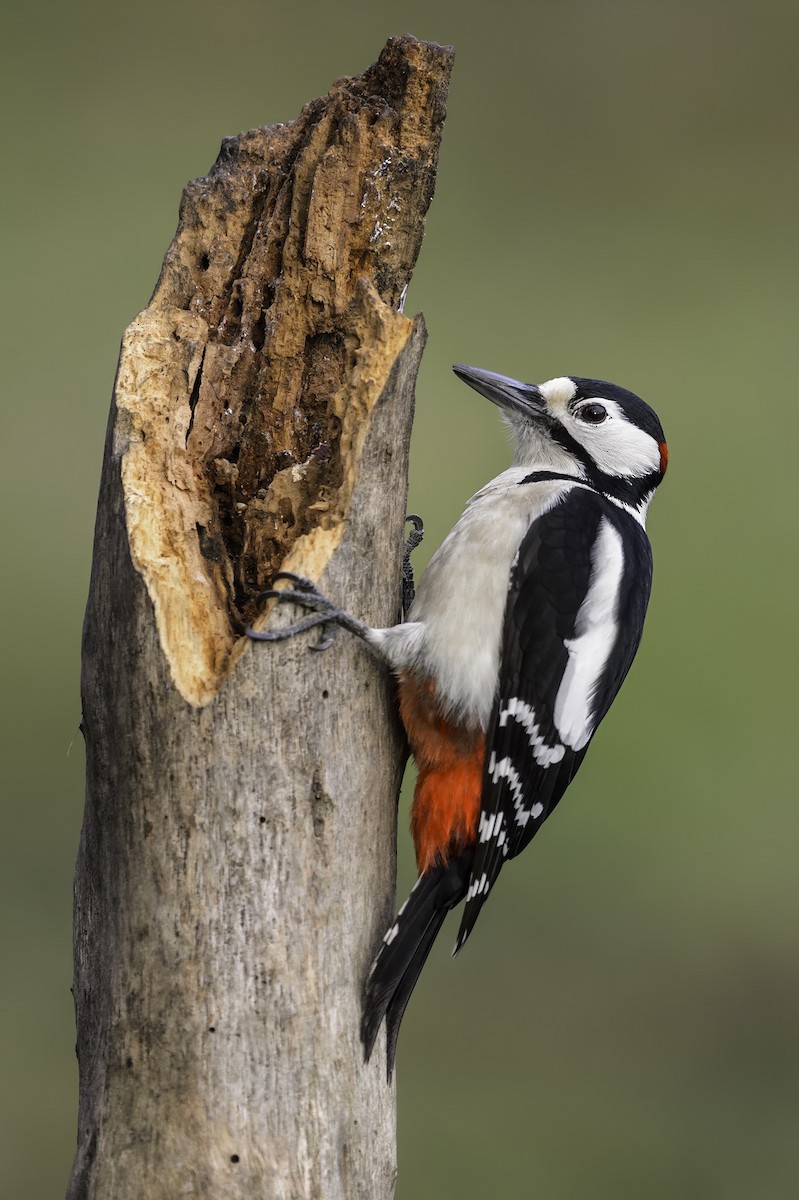 Great Spotted Woodpecker - ML320536201