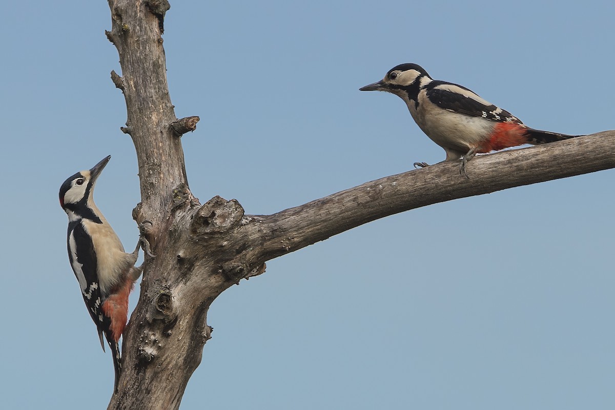 Great Spotted Woodpecker - ML320536221