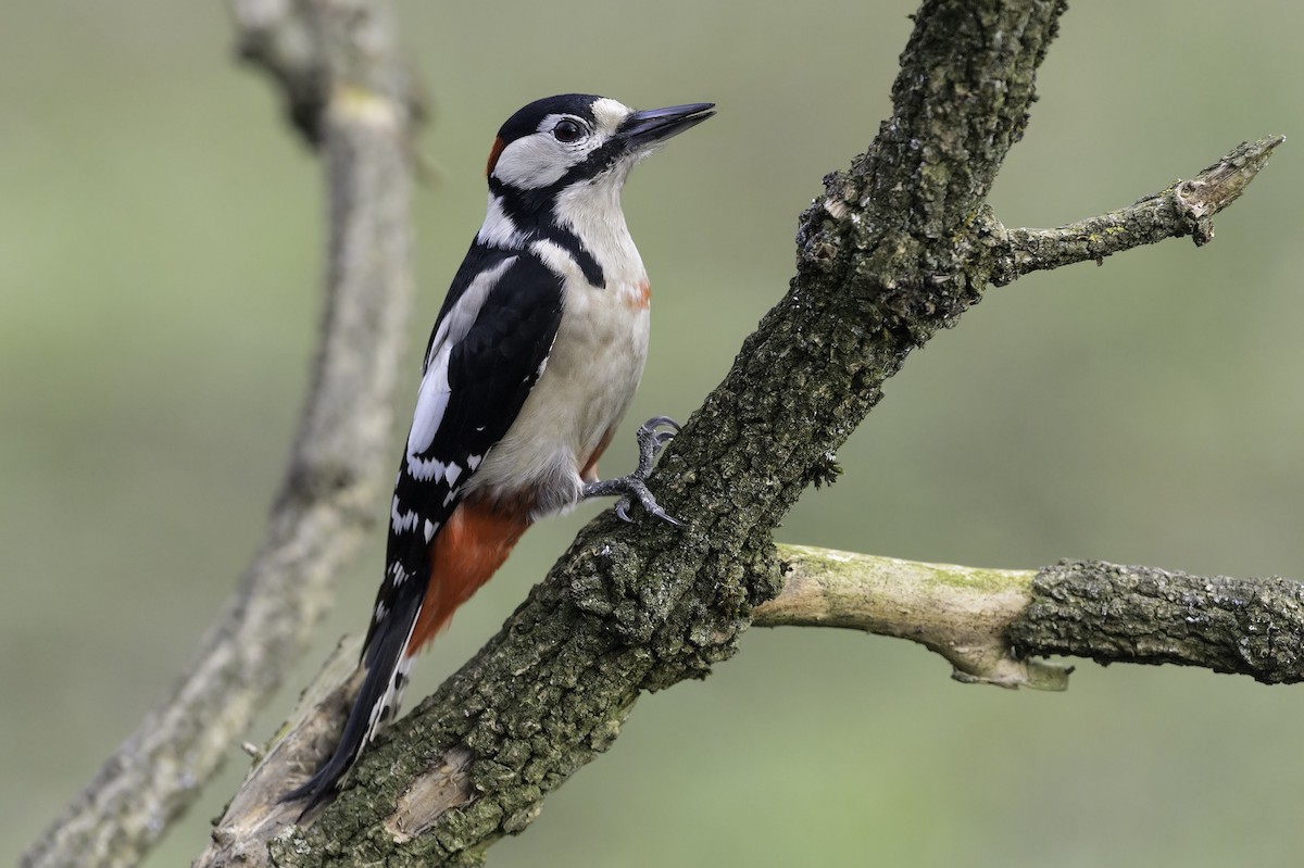 Great Spotted Woodpecker - ML320536381