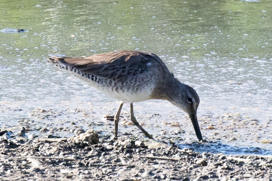 langnebbekkasinsnipe - ML320538151