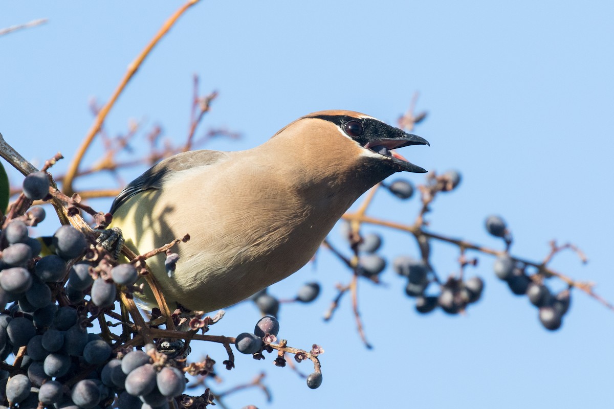 Cedar Waxwing - ML320538231