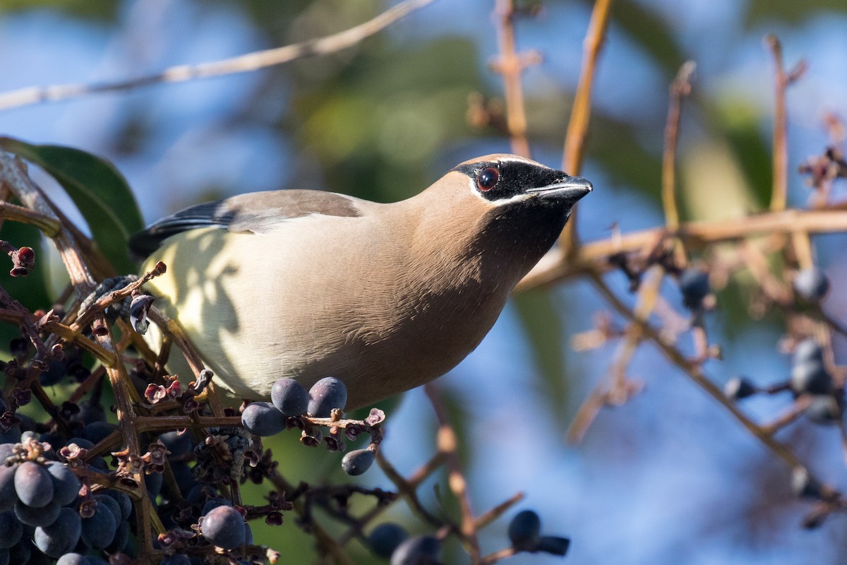 Cedar Waxwing - ML320538241