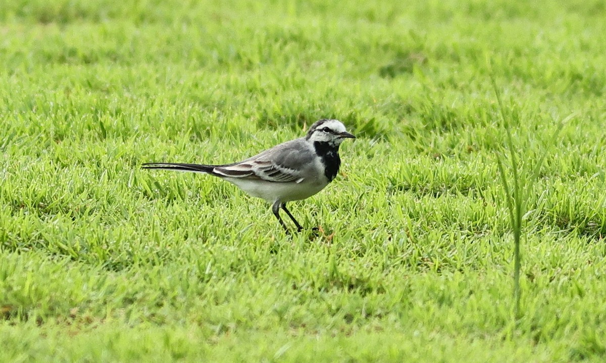 White Wagtail (ocularis) - ML320538581