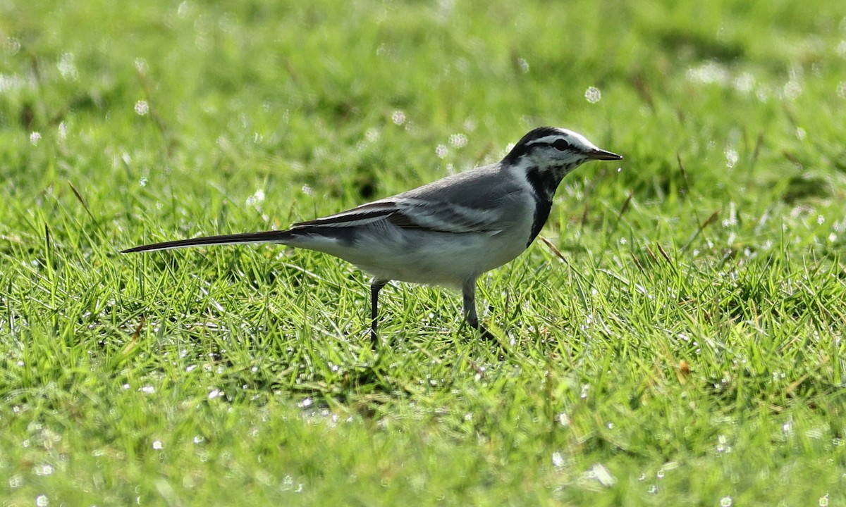 White Wagtail (ocularis) - ML320538591