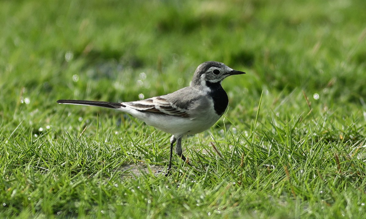 White Wagtail (ocularis) - ML320538601