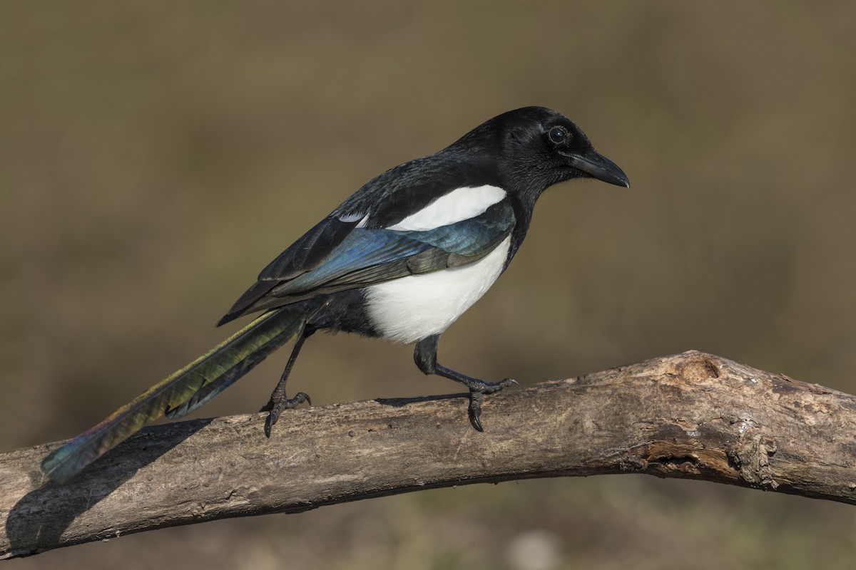 Eurasian Magpie - ML320539231