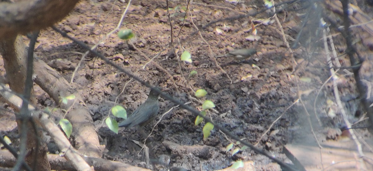 Indian Blackbird - ML320540951
