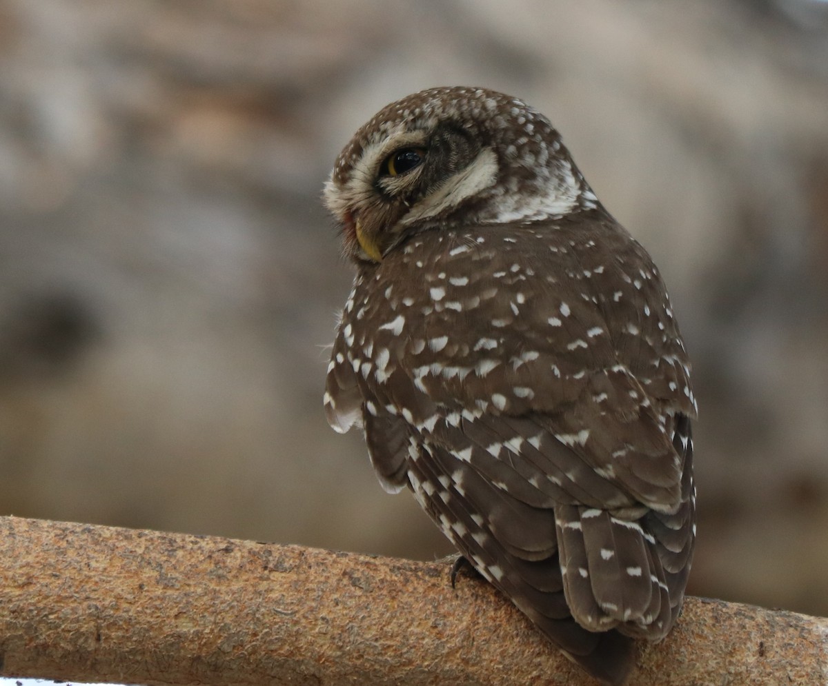 Spotted Owlet - ML320542771