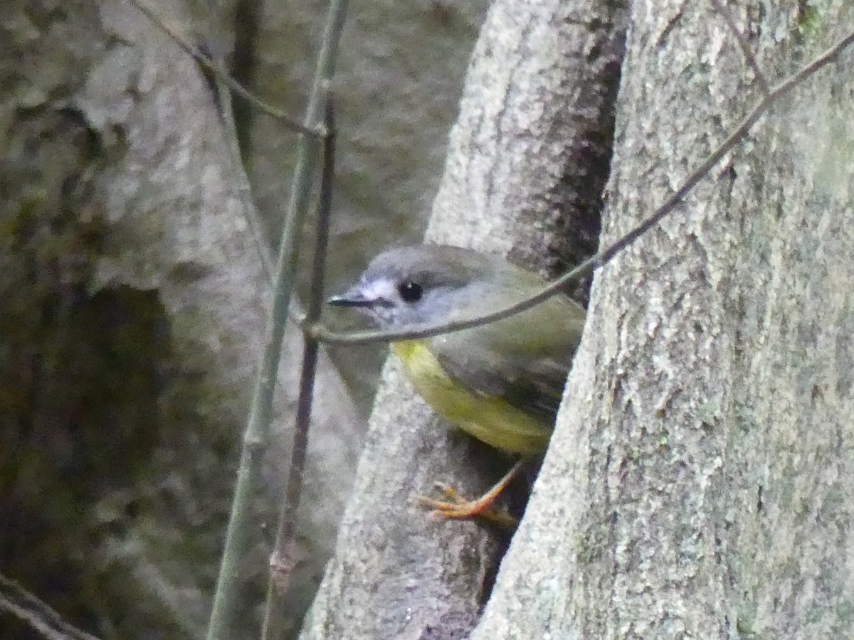 Pale-yellow Robin - ML320543811