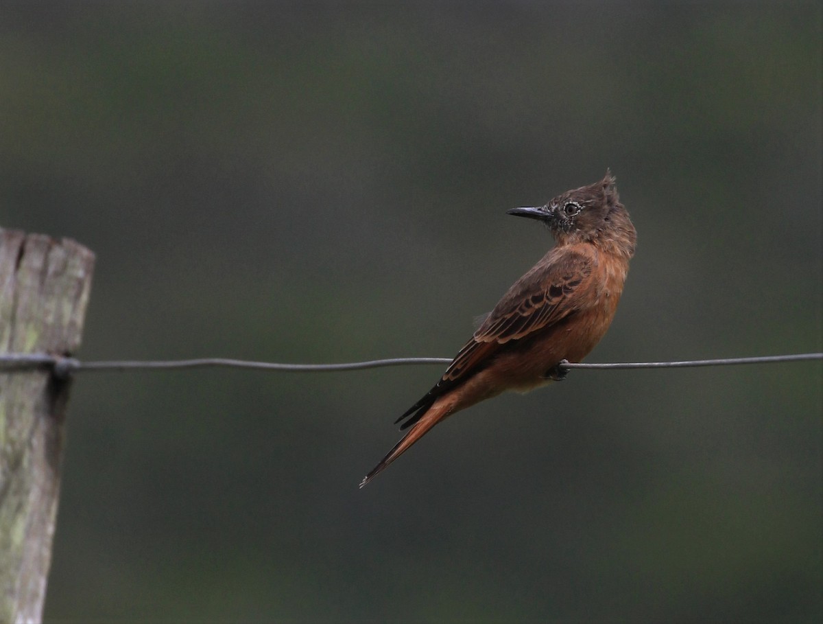 Cliff Flycatcher - ML320544451