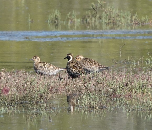Pacific Golden-Plover - ML320544901