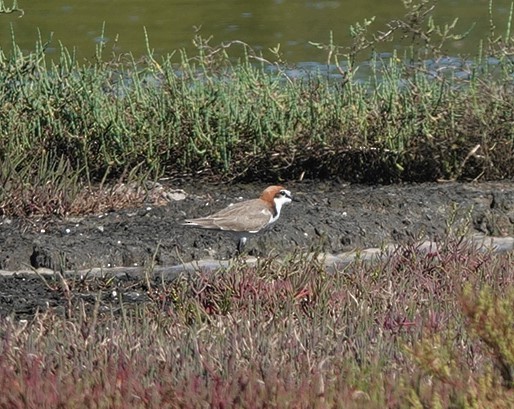 Red-capped Plover - ML320544991