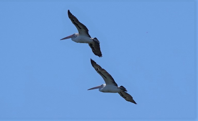 Australian Pelican - ML320545251
