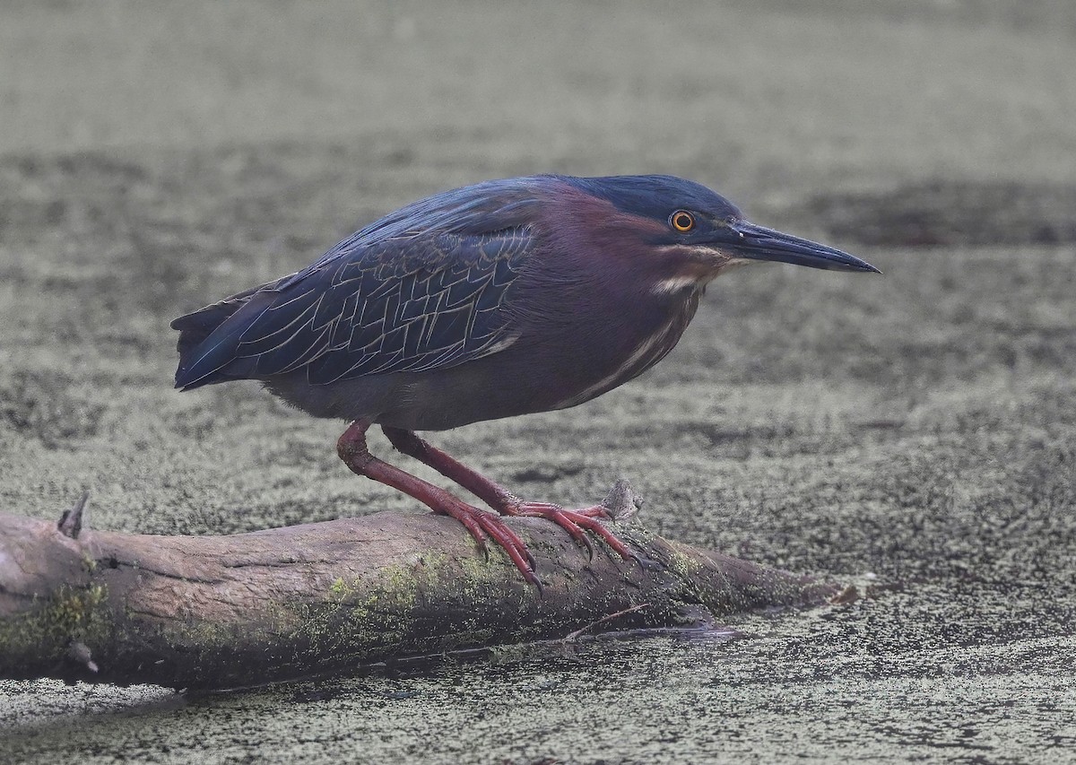 Green Heron - ML320545961