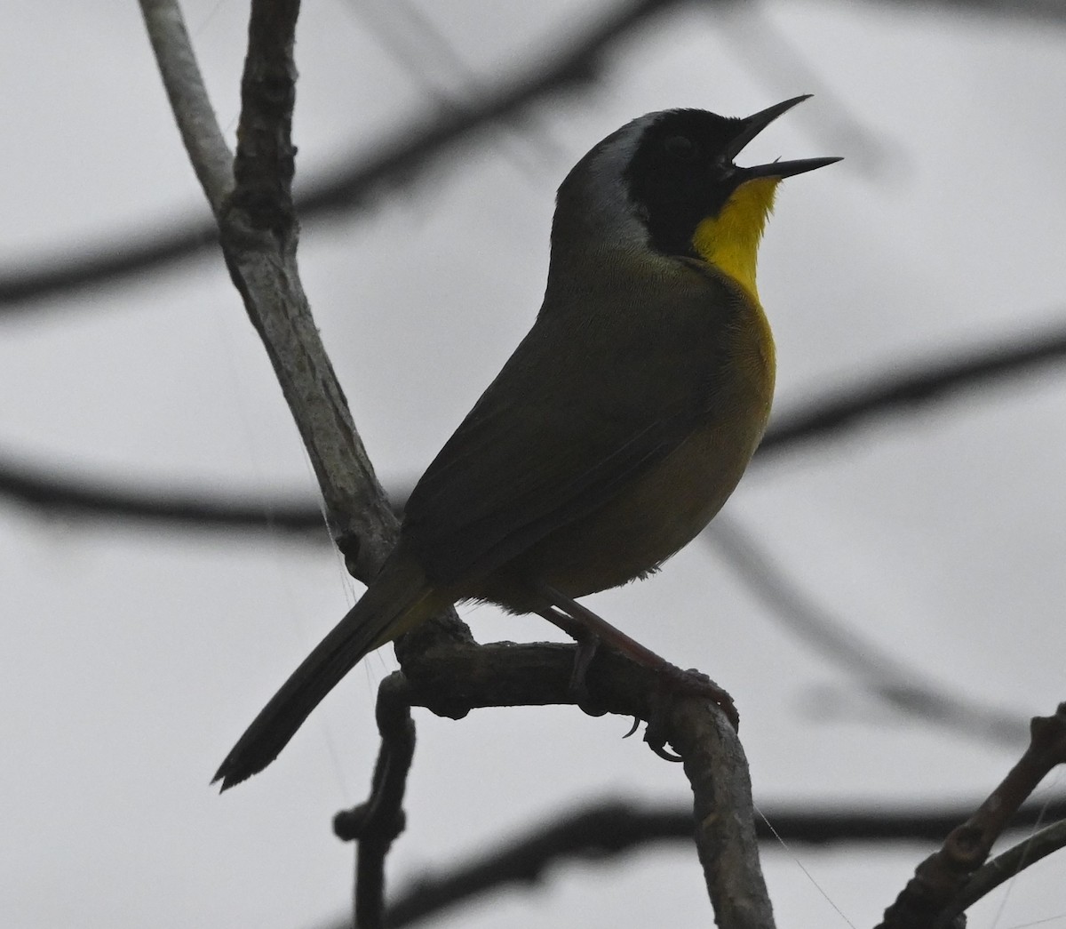 Common Yellowthroat - ML320546101