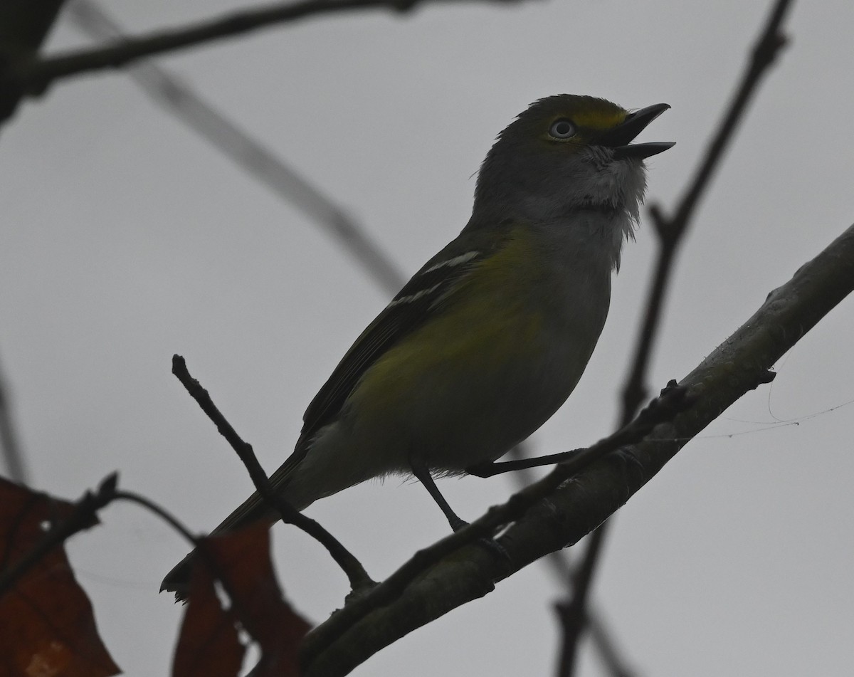 White-eyed Vireo - Ann Stinely