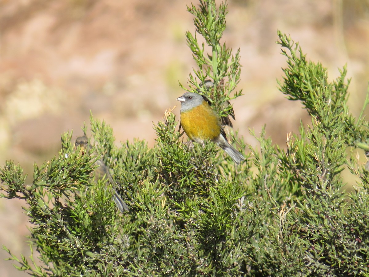 Peruvian Sierra Finch - Lachlan Lamont