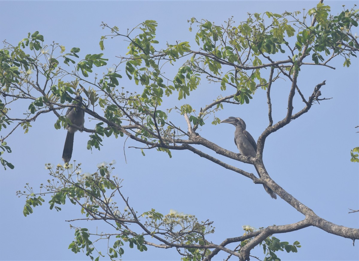 Indian Gray Hornbill - ML320547601