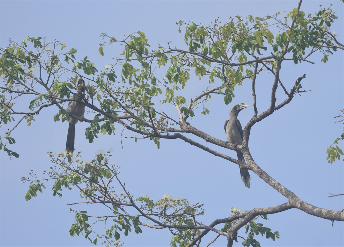 Indian Gray Hornbill - ML320547621