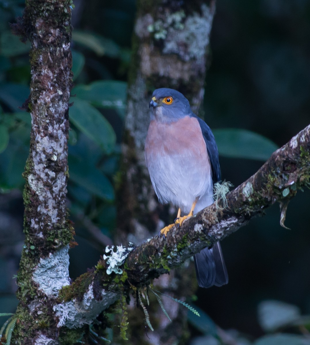 Small Sparrowhawk - ML320547761