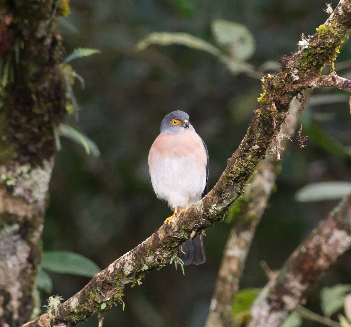 Small Sparrowhawk - ML320547771