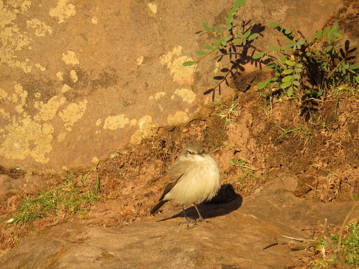 Spot-billed Ground-Tyrant - ML320548561