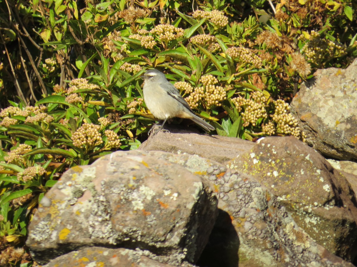 White-browed Chat-Tyrant - Lachlan Lamont