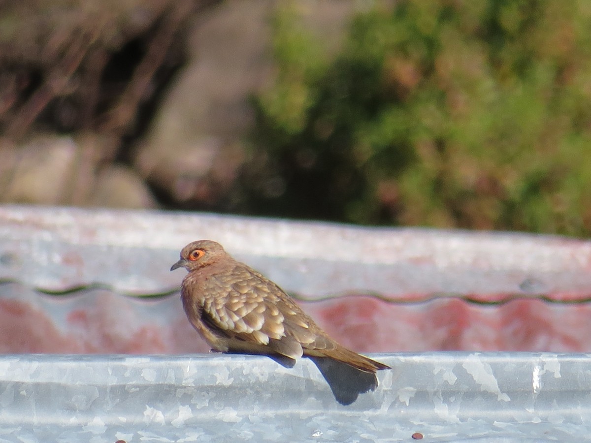 Bare-faced Ground Dove - ML320549271