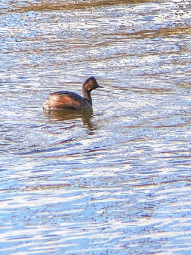 Eared Grebe - ML320549501