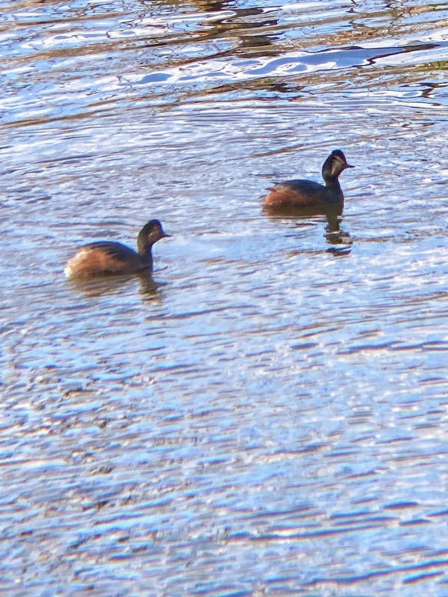 Eared Grebe - ML320549521