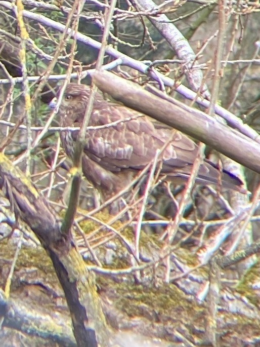 Common Buzzard - ML320549541