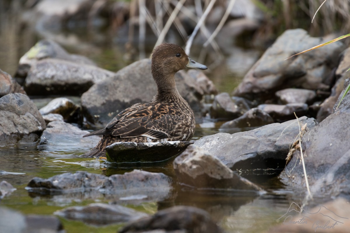 Eaton's Pintail - ML320550371