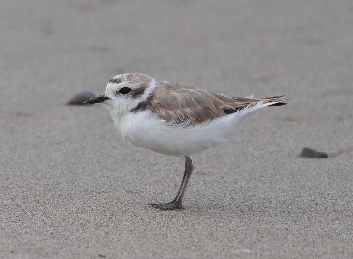 Snowy Plover - Tom Unsicker