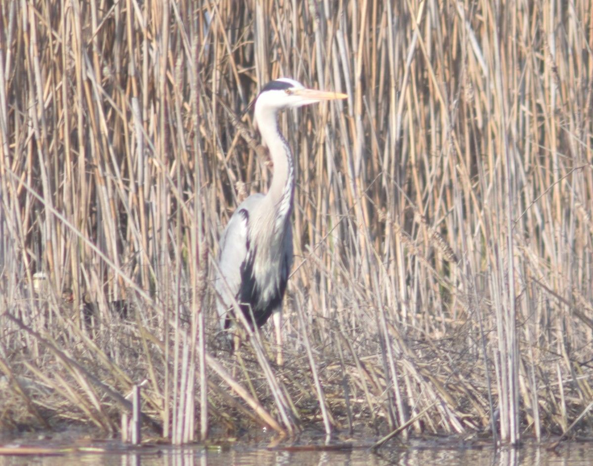 Gray Heron - ML320550841