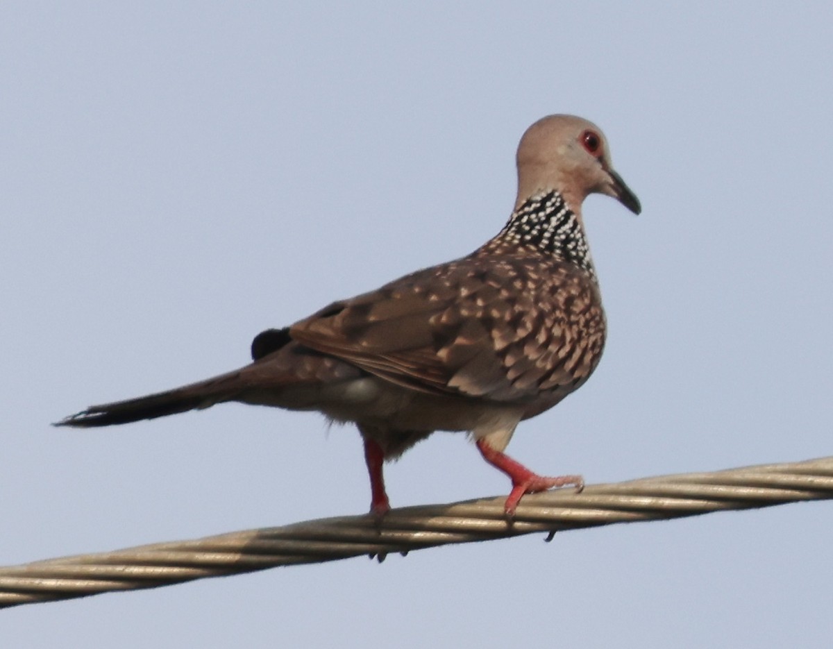 Spotted Dove - ML320552241