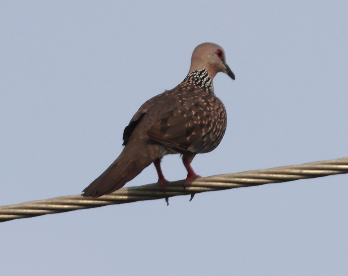 Spotted Dove - ML320552251